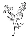 Chapter 217. Jusquiamus – bilsensamen Hyoscyamus niger / Hyoscyamus albus