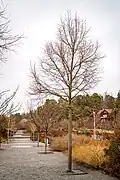 A juvenile Mongolian lime (Tilia mongolica) with clear growth habit during the winter months in Uppsala, Sweden.