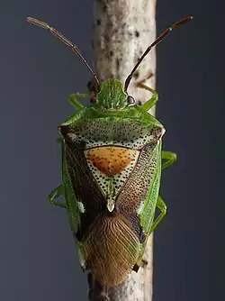 A bug clinging to a twig