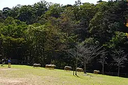 Rokkosan Pasture (2025)