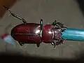 Adult female Lucanus elaphus, 29 millimeters long