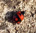 A. bipunctata var. annulata