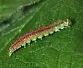 Pre-pupation larva