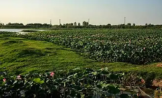 Lotus Wetland