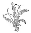 Chapter 354. Saxifraga – stein brech