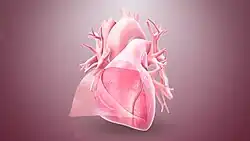 3D still showing the pericardium layer
