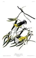 Painting by John James Audubon
