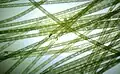 Spirogyra
