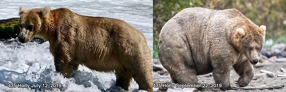 Two photos of a bear. It is skinny in the image labelled July 12, 2019. It is fat in the image labelled September 22, 2019.
