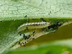 Larva (with frass)