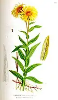 Irish Fleabane