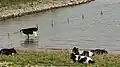 Cows near Nieuwaal