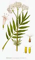 Valeriana officinalis