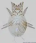A. siro female, adult, ventral view