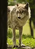 Grey wolf 2016