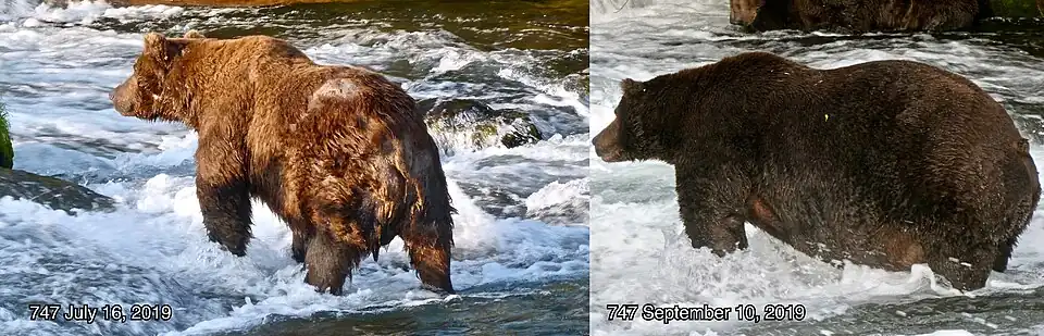 Two photos of a bear. It is skinny in the image labelled July 16, 2019. It is fat in the image labelled September 10, 2019