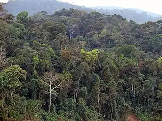 a large forest