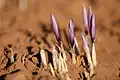 Crocus flowers, early bloom