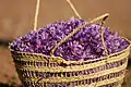 Saffron Flowers