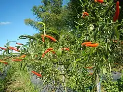 Siling tari, named after cockfighting spurs (tari), due to the direction of fruit growth. It is also commonly mislabeled as siling labuyo in markets.