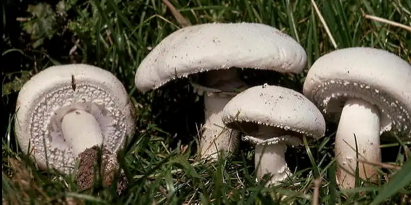 "Cogwheels" visible on undersides