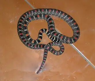 Dorsal view