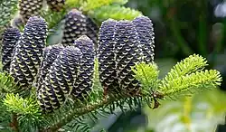 "ABIES KOREANA" Korean fir