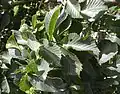 'Nana' leaves, summer