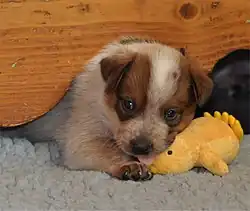 Image 23Australian Cattle Dog puppy (from Puppy)