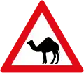 Camel crossing