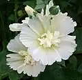 A. rosea 'spring celebrities white'