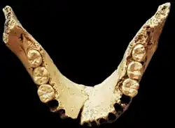 A jawbone with six teeth, three on each side