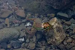 Pacific tree frog