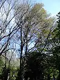 Olive green canopy, May