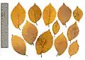 Pressed autumn leaves
