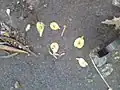 Variable fruit of same tree
