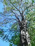 Branching of same