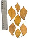 Pressed leaves of same tree