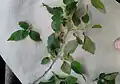 Windfall leaves
