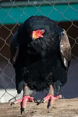 A bateleur blinking showing off the nictitating membrane