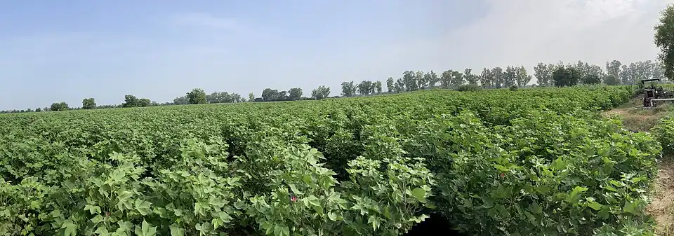 A Cotton field, boll formation stage