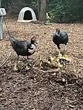 A Female Muscovy duck, her ducklings and a black vulture picking up scrap food and seed left in the yard by other birds on property.