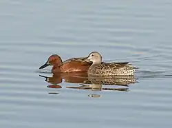 A Pair of Cinnamon Teal (8600075301)