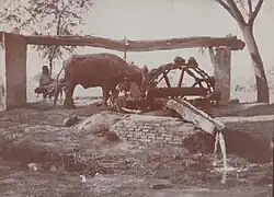 taken at Sikandra, India c1917 and titled near the time as 'A Punjabi Wheel'; from photo album of Robert Victor Soper, Private, Hampshire Regiment, in India 1916-19
