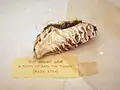A tooth of Raja.