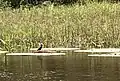 A bird on V. amazonica near Manaus, Brazil