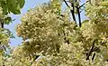 Characteristic yellow-white sal-flowers in winter coincides with leaffall