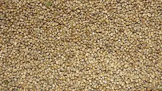 Closeup picture of pearl millet