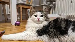 A domestic long-haired tabby and white bicolour cat