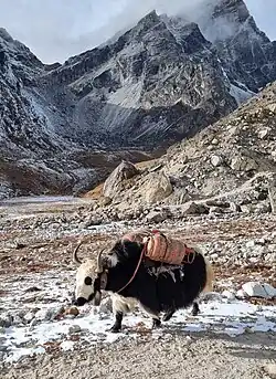 A domestic yak carrying equipment up to the Everest Base Camp